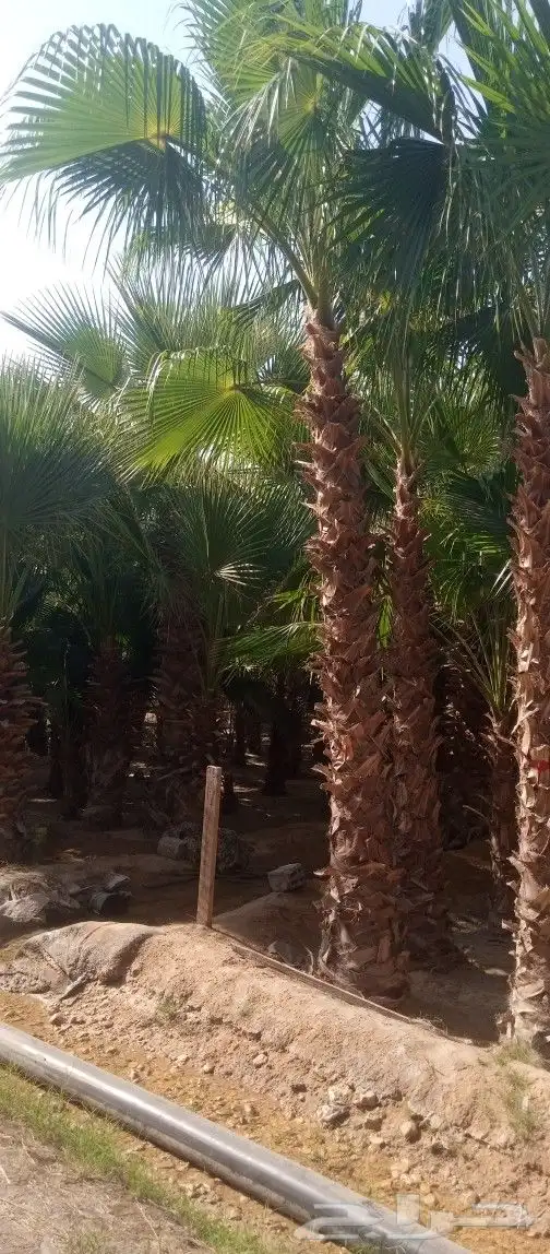 نخل واشنطن زينه امريكي درجه اولى 2