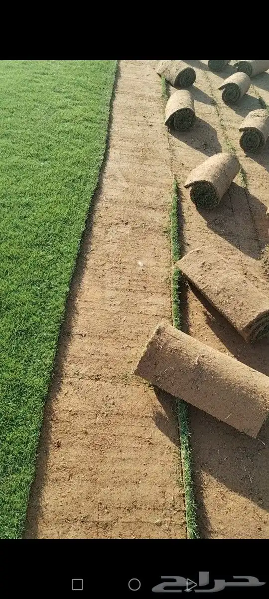 ثيل مزاوع الصافي الدرجه الاولى كثيف اخضر من المزرعه مباشرة 9