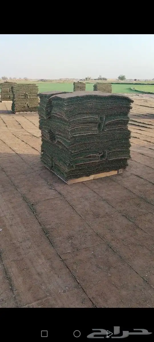 ثيل مزاوع الصافي الدرجه الاولى كثيف اخضر من المزرعه مباشرة 7