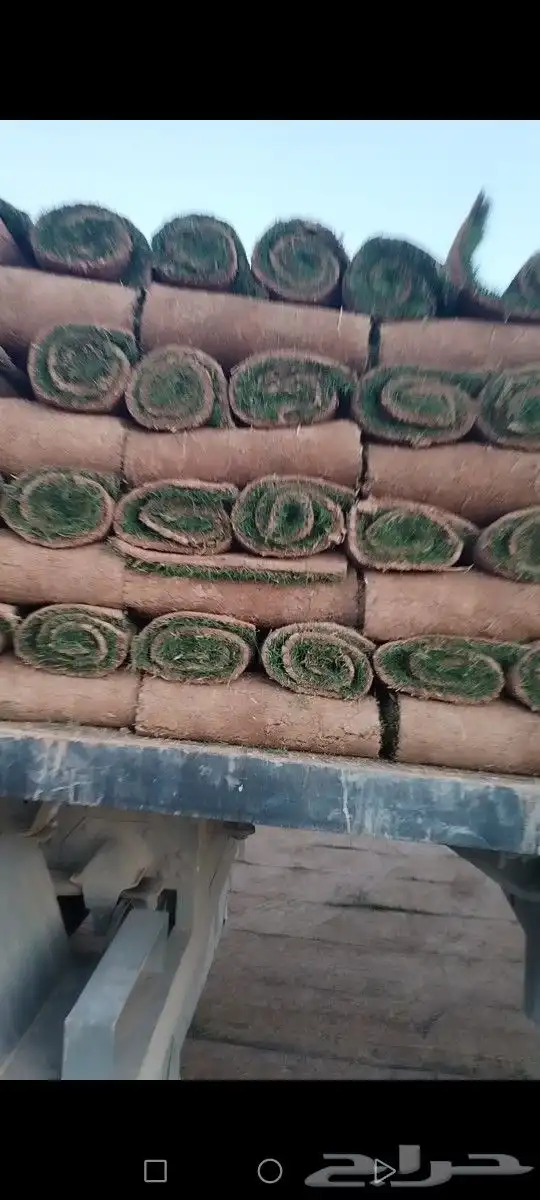 ثيل مزاوع الصافي الدرجه الاولى كثيف اخضر من المزرعه مباشرة 6