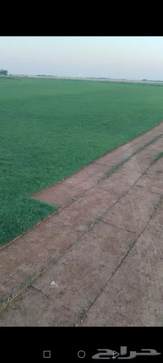 ثيل مزاوع الصافي الدرجه الاولى كثيف اخضر من المزرعه مباشرة 4