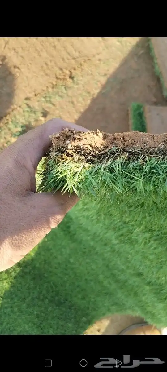 ثيل مزاوع الصافي الدرجه الاولى كثيف اخضر من المزرعه مباشرة 2