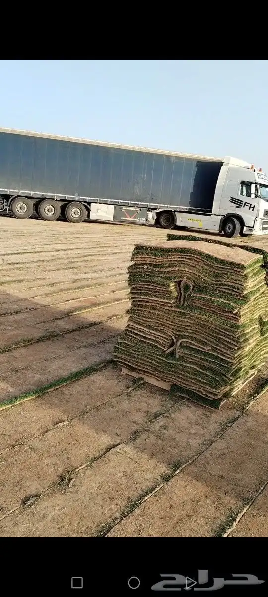 ثيل مزاوع الصافي الدرجه الاولى كثيف اخضر من المزرعه مباشرة 8