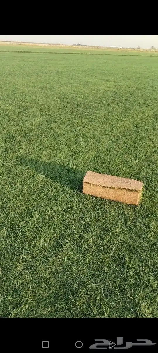 ثيل مزاوع الصافي الدرجه الاولى كثيف اخضر من المزرعه مباشرة 5