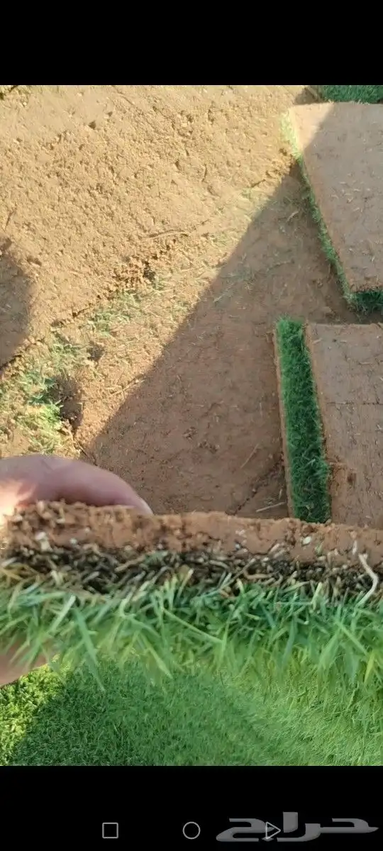 ثيل مزاوع الصافي الدرجه الاولى كثيف اخضر من المزرعه مباشرة 1