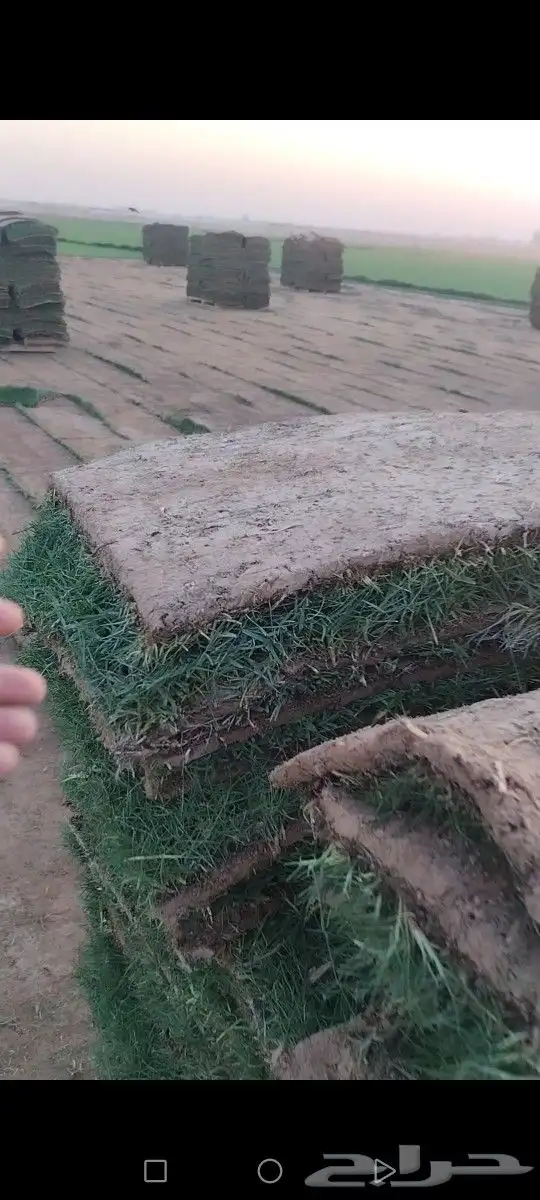 ثيل مزاوع الصافي الدرجه الاولى كثيف اخضر من المزرعه مباشرة 3