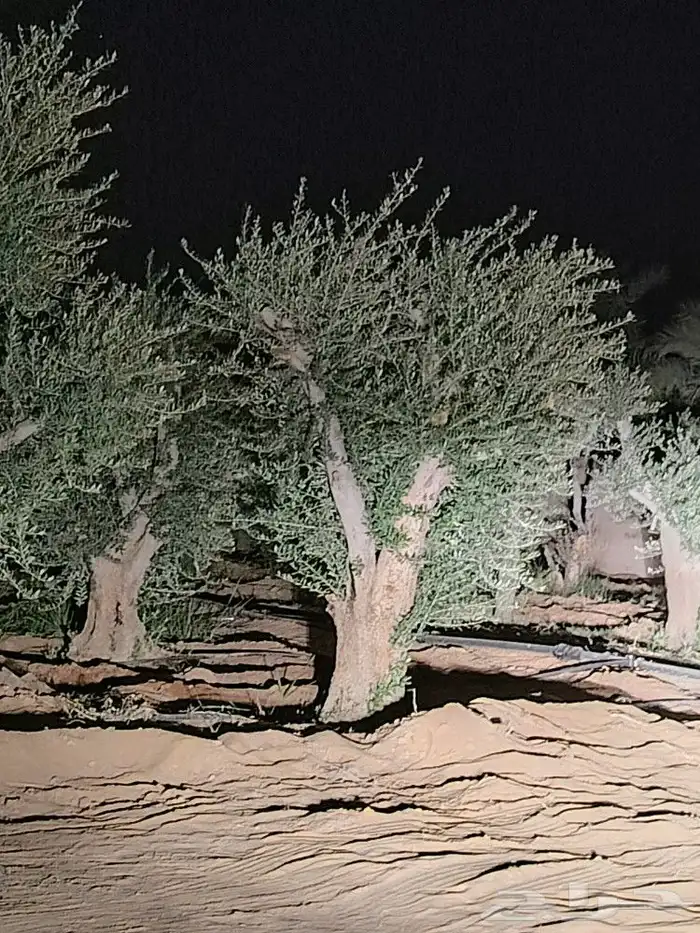 اشجار زيتون معمر ومقاس سغير مثمر جميع المقاسات 6