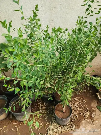 شتلاو حناء مديني او بلدي 0