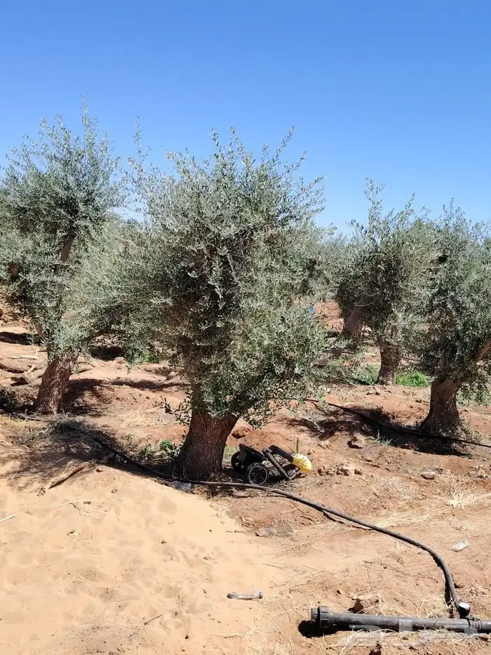 اشجار زيتون معمر ومقاس سغير مثمر جميع المقاسات 1