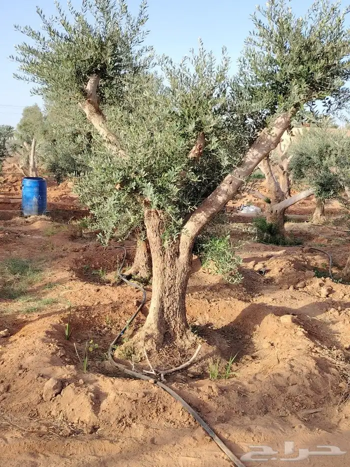 اشجار زيتون معمر ومقاس سغير مثمر جميع المقاسات 9