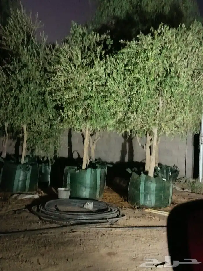 اشجار زيتون معمر ومقاس سغير مثمر جميع المقاسات 2