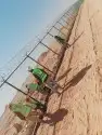 شبوك مزارع 4