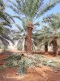 نخل عربي واشنطني نوصل جميع المقاسات 1