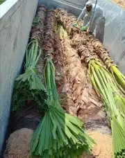 نخل عربي واشنطني نوصل جميع المقاسات 3