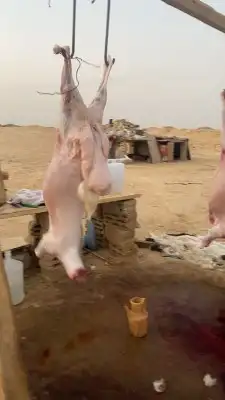 حشو طليان تيوس مشاريع فحول بيشات 18