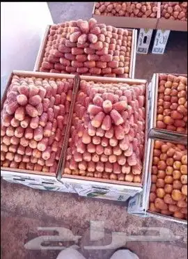 نخل القصيم المثمرة 5