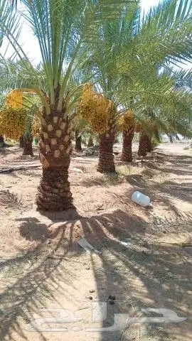 يوجد لدينا جميع أنواع النخيل المثمر 4