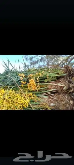 نخل القصيم المثمرة 8