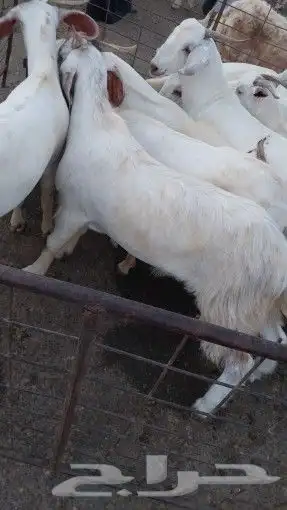 حشو طليان تيوس مشاريع فحول بيشات 2