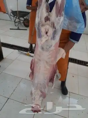 حشو طليان تيوس مشاريع فحول بيشات 1