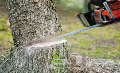 قص أشجار ونخيل ازالة وتكريب 1