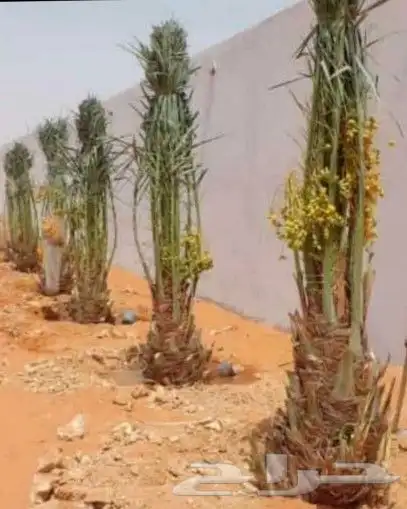نخل القصيم المثمرة 4