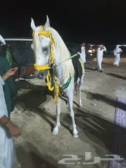 السلام عليكم ورحمه الله وبركاته يوجد لدينا خيول عربيه وجمال 0