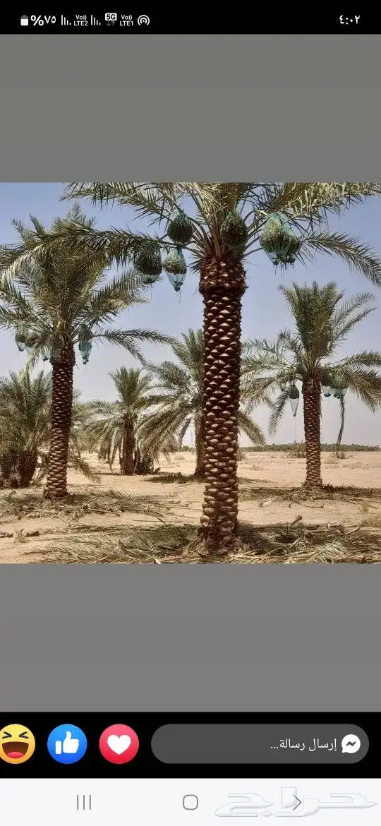 نخيل مثمر ونخيل واشنطني زينه 8