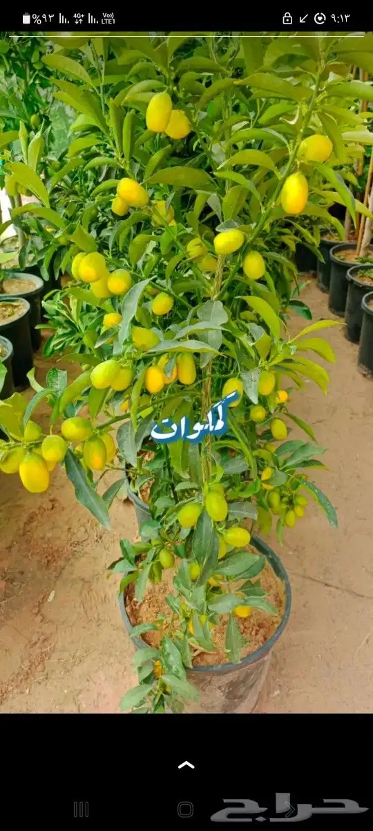 اشجار وورود طبيعيه للبيع 4