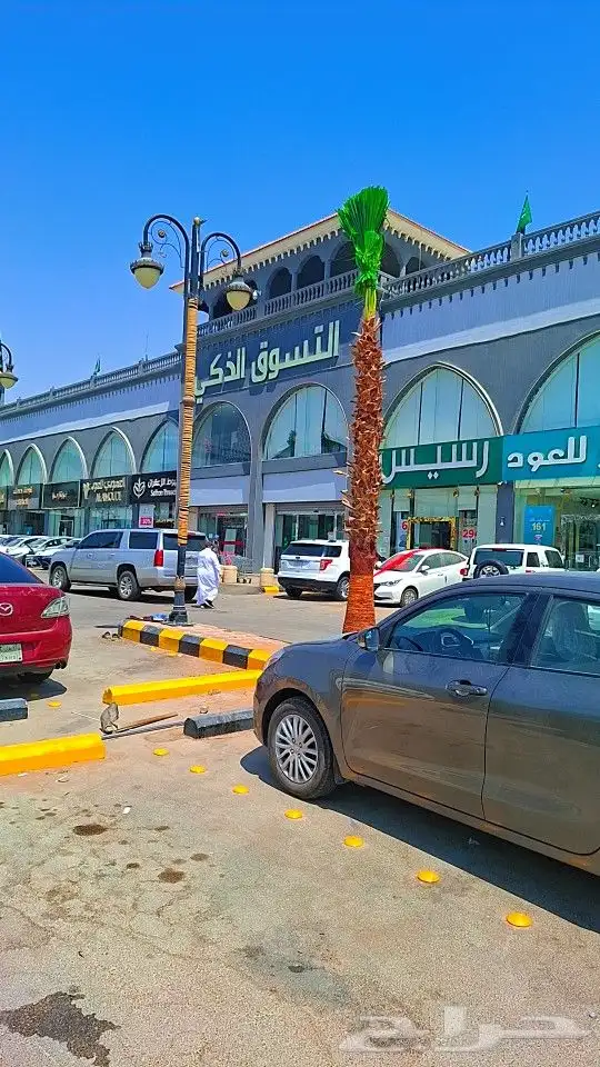 نخيل مثمر ونخيل واشنطني زينه 5