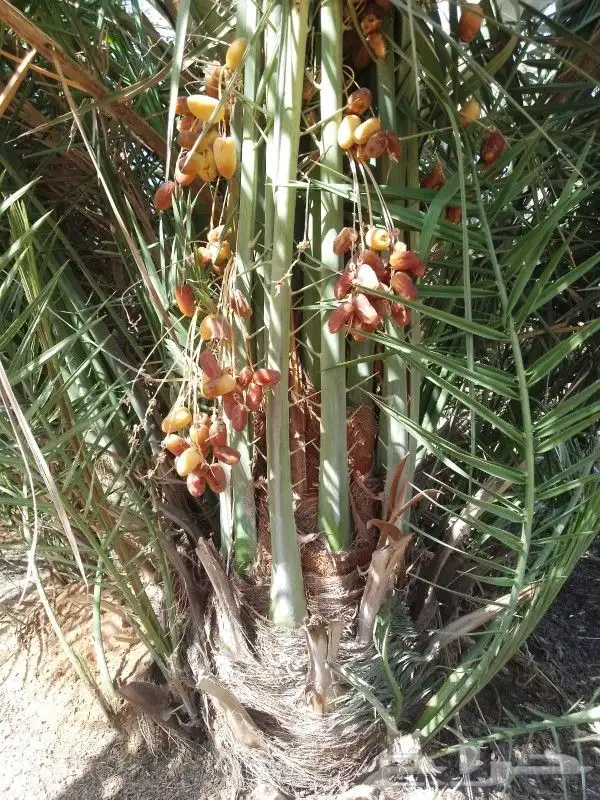 نخل القصيم المثمرة 2