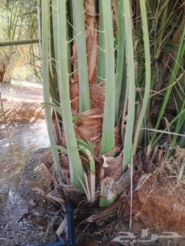 نخل القصيم المثمرة 1