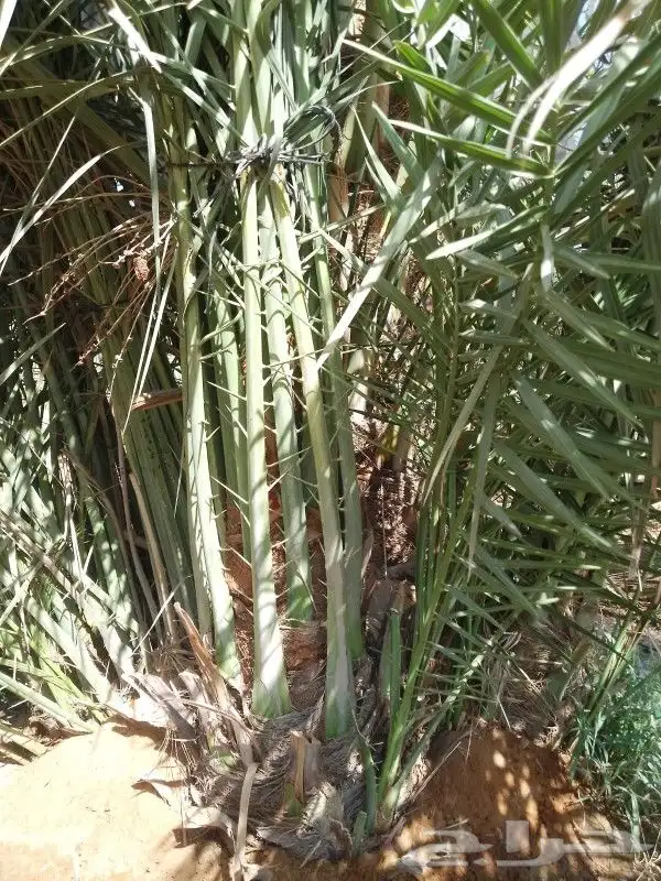 نخل القصيم المثمرة 0