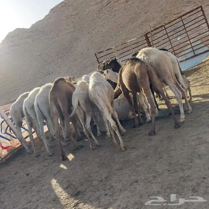 حشو طليان تيوس مشاريع فحول بيشات 8