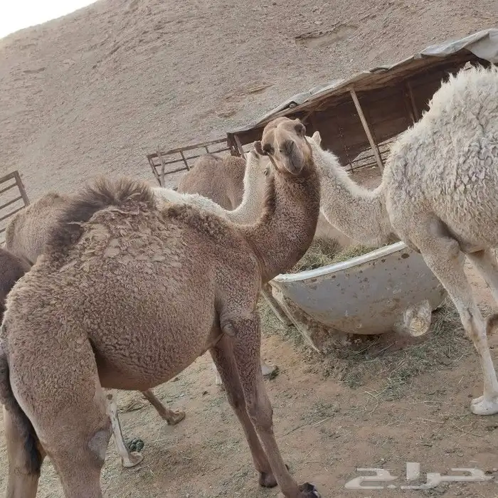 حشو طليان تيوس مشاريع فحول بيشات 11