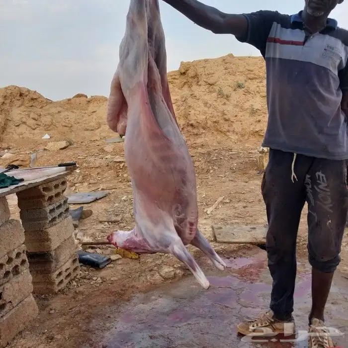 حشو طليان تيوس مشاريع فحول بيشات 7