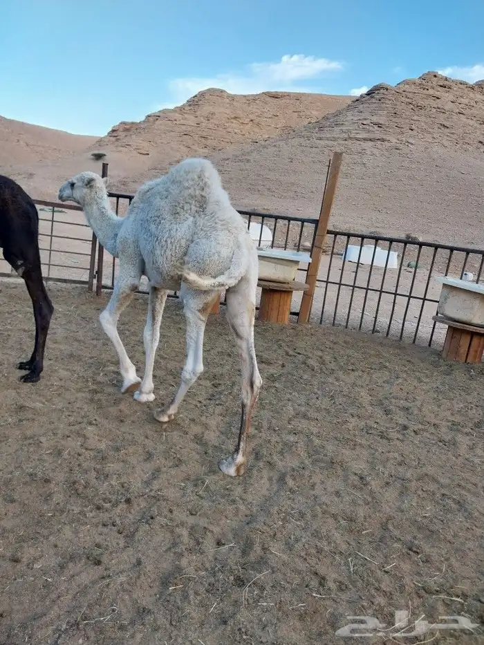 حشو طليان تيوس مشاريع فحول بيشات 9