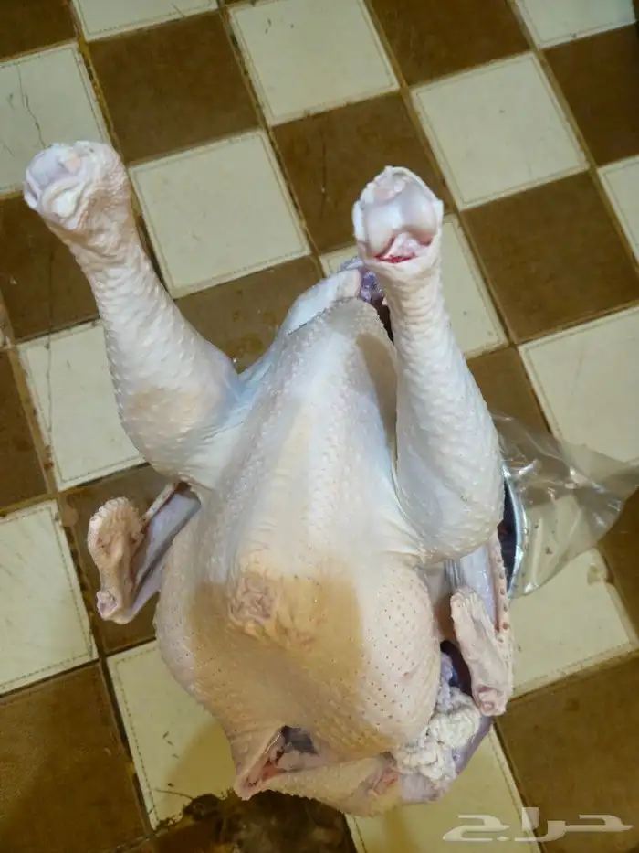 ديك رومي ذبح طازج 0