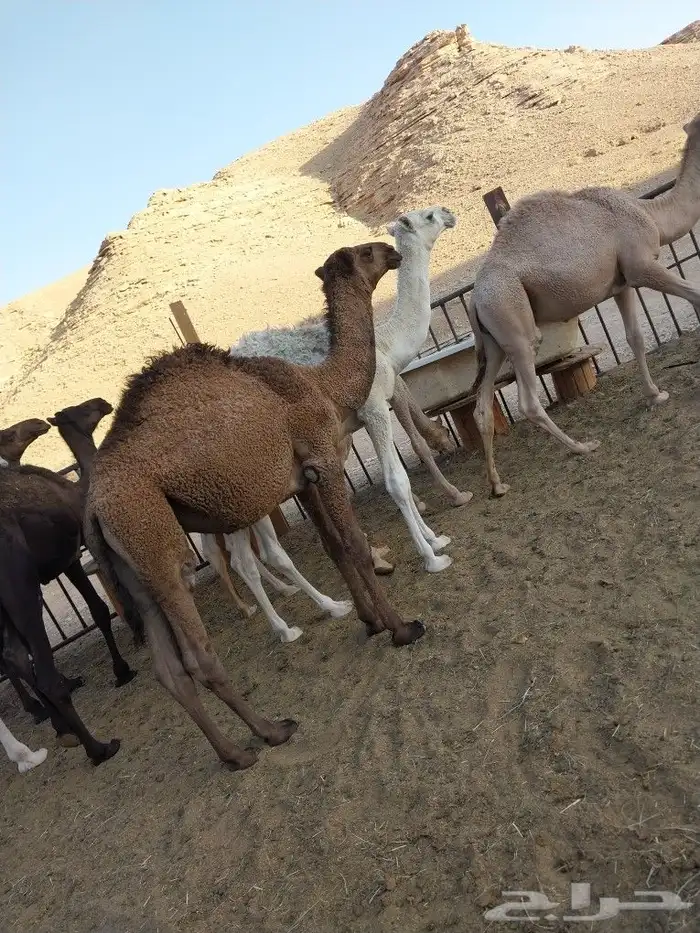 حشو طليان تيوس مشاريع فحول بيشات 13