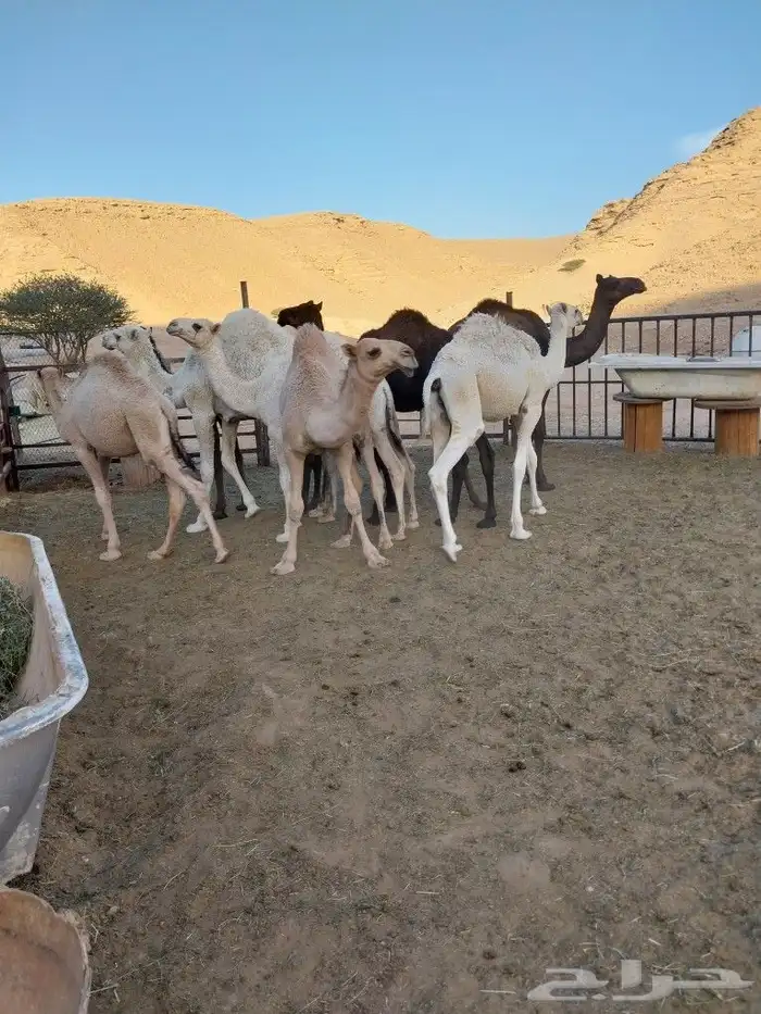 حشو طليان تيوس مشاريع فحول بيشات 15
