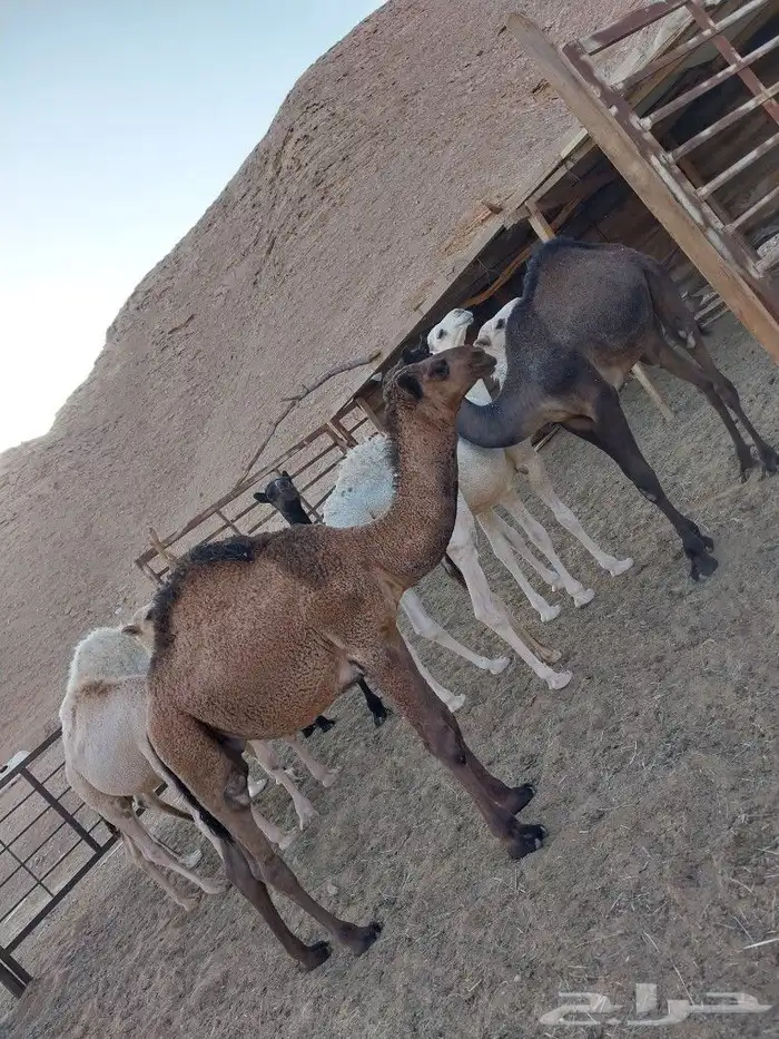 حشو طليان تيوس مشاريع فحول بيشات 12