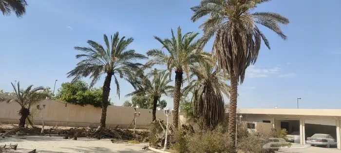 خلع الأشجار وتكريب النخيل 15