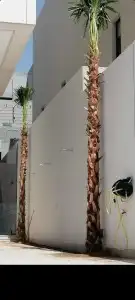 نخل واشنطن للبيع 8