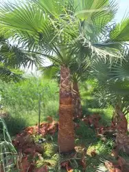 نخل واشنطن للبيع 9