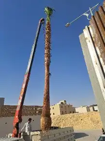 نخل واشنطن للبيع 7