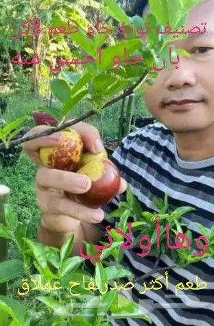 شتلات Rothmannia  wittii1اصل  تايلند 15
