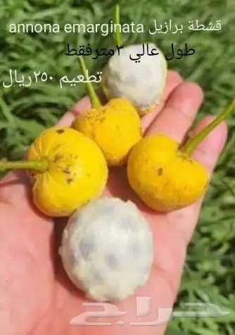 شتلات Rothmannia  wittii1اصل  تايلند 46