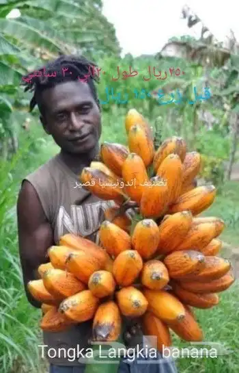 شتلات Rothmannia  wittii1اصل  تايلند 44