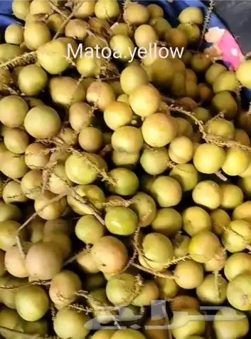 شتلات Rothmannia  wittii1اصل  تايلند 26