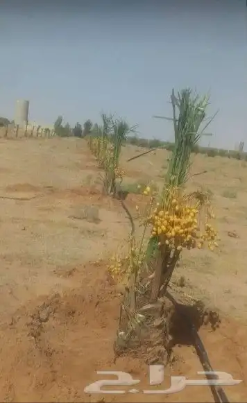 يوجد لدينا جميع انواع النخيل المثمر والزينه جميع مقاسات 9